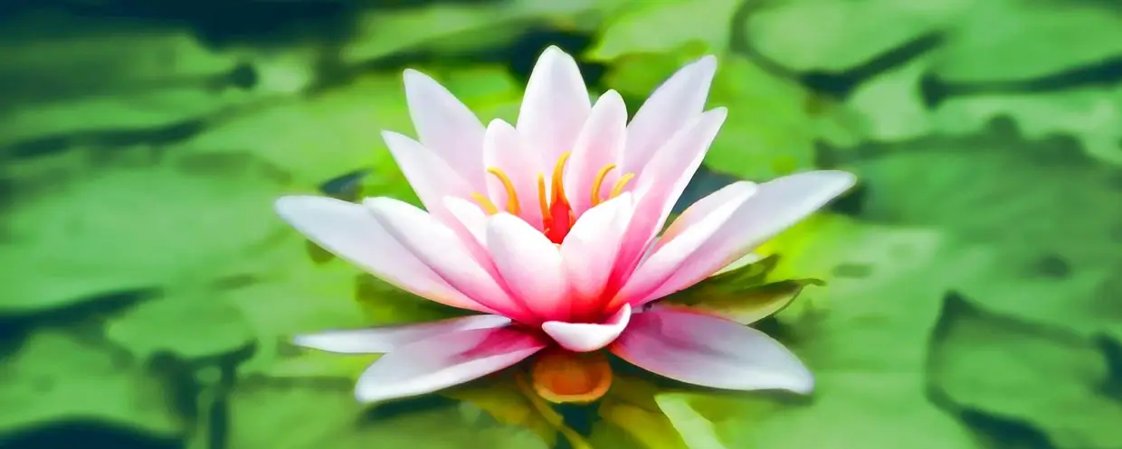 Parvati's Pieces - Wellness & Holistic Health Podcast